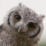 OWLIE Avatar