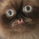 StiveClansis Avatar