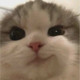 mongoose Avatar