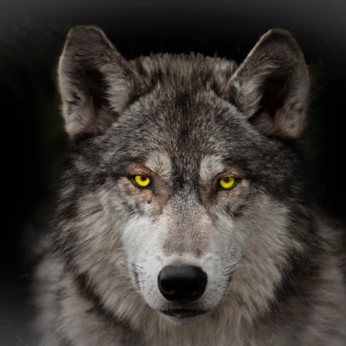 edv9 Avatar