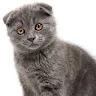 Gleb Karpushkin Avatar