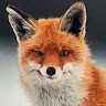 Redpolarfox Avatar