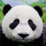 bo bo Avatar