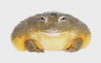 SnoopFrogg Avatar