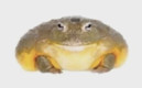 SnoopFrogg Avatar
