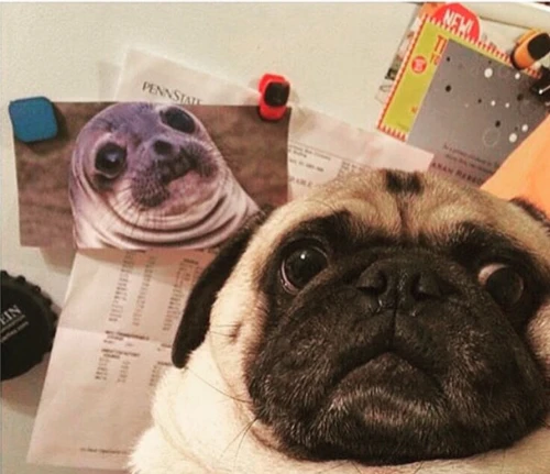 Pug Lover Avatar