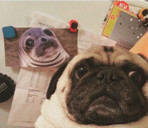 Pug Lover Avatar