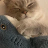 Ашотик Avatar