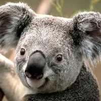 kolopatch Avatar