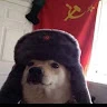 Perro De urrs Avatar