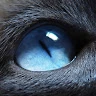 asylkhana Avatar