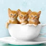 Cat To dream Avatar