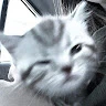 Slmndr Avatar