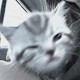 Slmndr Avatar