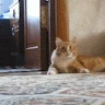 Trollcat Avatar