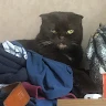 Даниил Олейник_2 Avatar