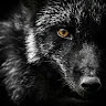 Fox_4 Avatar