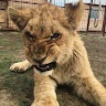 Kurban Medjidov Avatar