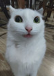 cheecks Avatar