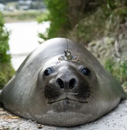 NeilTheSeal Avatar