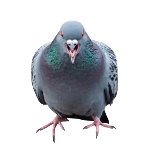 Pigeon117 Avatar