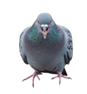 Pigeon117 Avatar