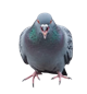 Pigeon117 Avatar