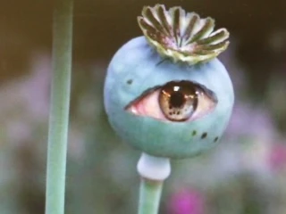 qof Avatar