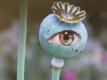 qof Avatar