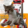 Bomba Gatito Avatar