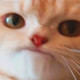 xPLd Avatar