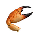 tymoszenko Avatar