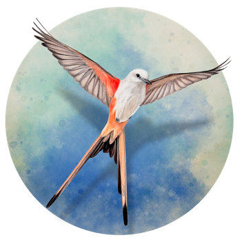 Wingspan Image