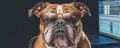 Bulldog Samples Bulldog Tuned Icon