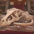 DinoBones: Tidy Up the Museum Icon